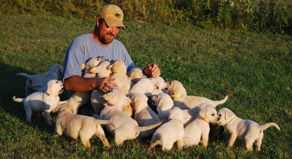 White and Yellow Labrador Puppies